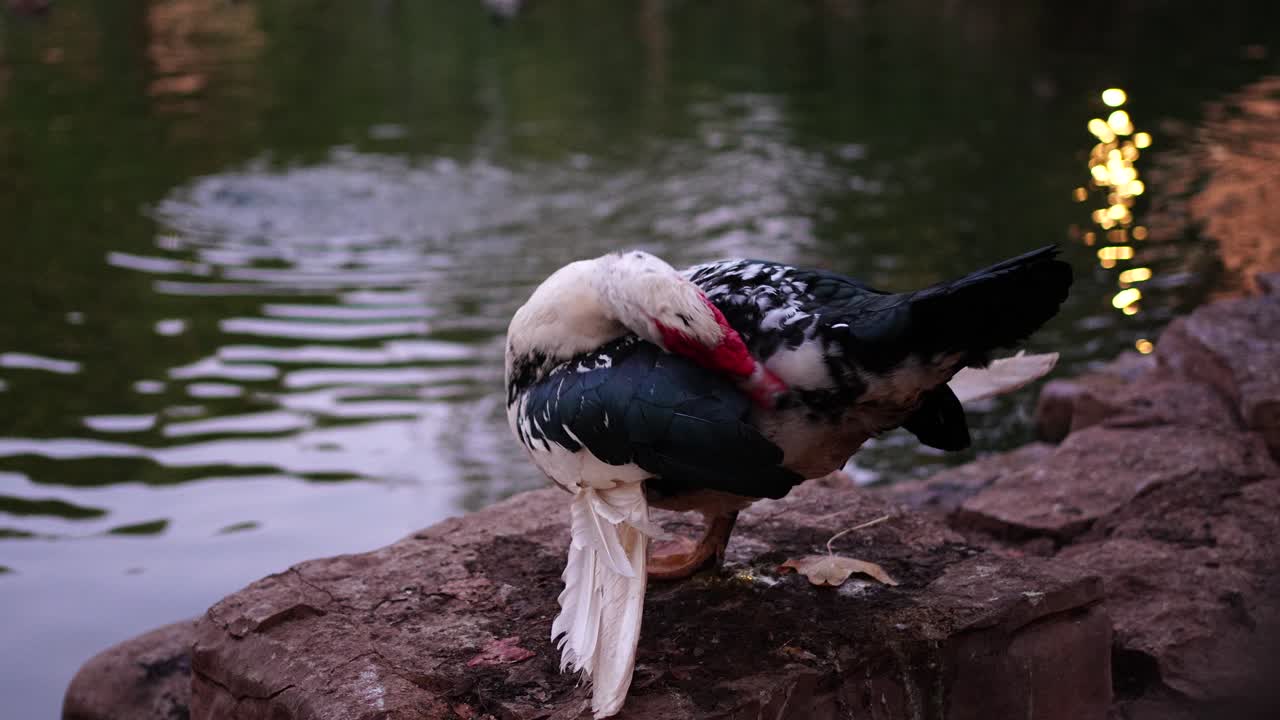 어두워지면서 호수 연안에서 털을 는 느린 동작의 크레올 오리