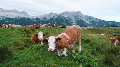 herd of cows resting on pasture in mountains