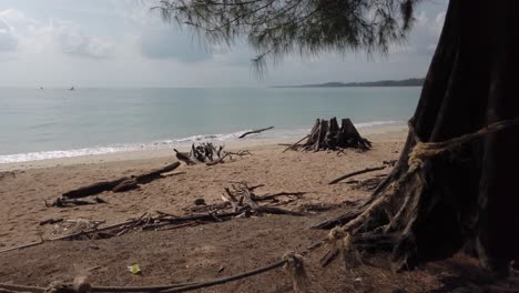 vista panorámica de la playa sucia inclinándose hacia el cielo con muchos pinos marinos, phuket, tailandia en video 4k uhd