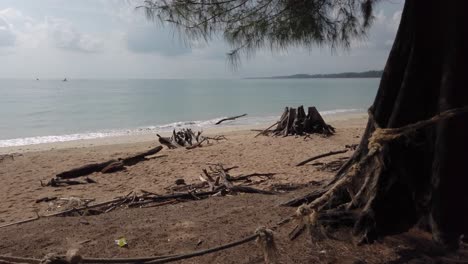 landscape view of the dirty beach tilting up to the sky with many sea pine tree, phuket, thailand in 4k uhd video