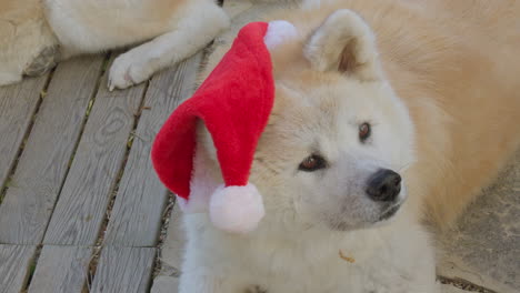 akita inu dog, request christmas gifts, creating a delightful and entertaining scene