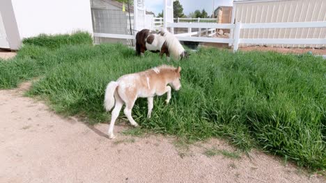miniature horses playing and running in a grass pasture