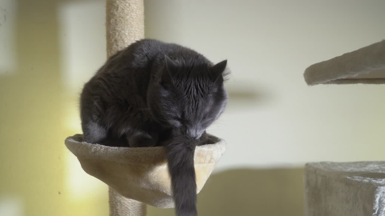 Large gray cat in his hammock bed at the top of scratching post licking itself