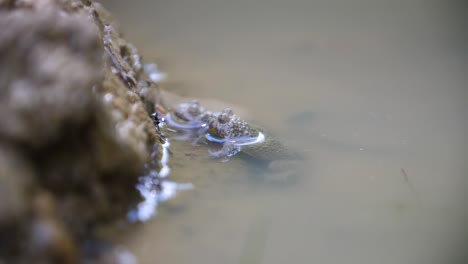 Amplexus-Von-Zwei-Gelbbauchunken-Im-Wald-Von-Verdun.