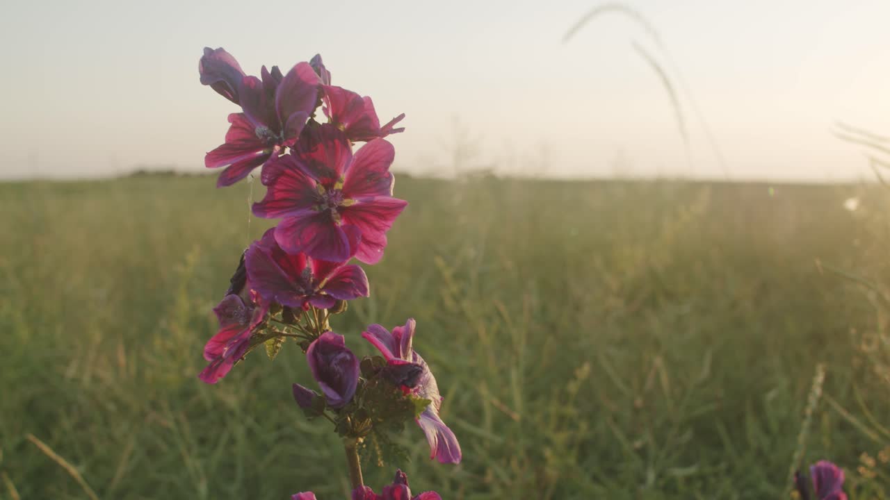 Lilla villblomst på en eng som svaier i vinden en solfylt kveld