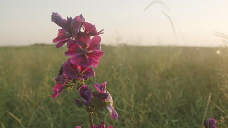 flor silvestre púrpura en un prado meciéndose en el viento en una tarde soleada