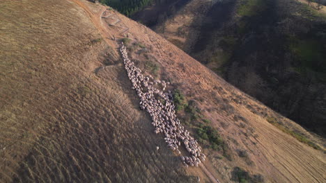 sunset colors: sheep migrating in canary mountains