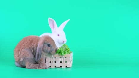 los conejos marrones y blancos comen verduras en la canasta y se quedan en la pantalla verde