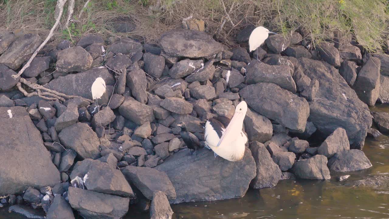Drone captures pelicans and shorebirds resting on rocks by the water, showcasing natural behavior in a serene environment