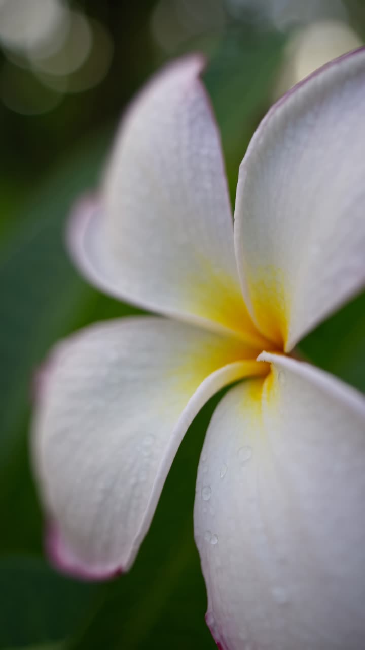 Inquadratura video ravvicinata di un fiore di plumeria rugiadoso con messa a fuoco morbida