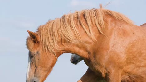 beautiful horses graze in the meadow in the rays of the sun beautiful horses grazing on the meadow in the rays of the dawn yellow sun the animal moves on the green meadow