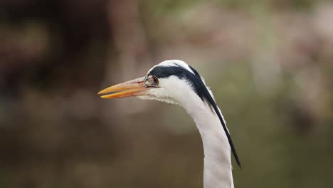 grey heron fishing in the forest of copenhagen
