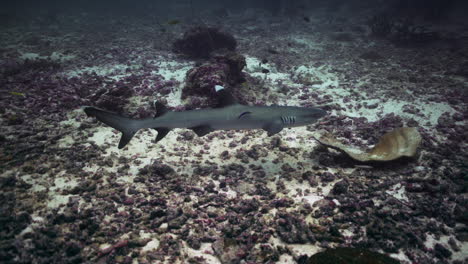 tiburones de arrecife de punta blanca en arrecifes de coral