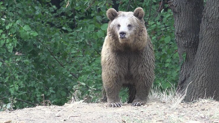 Brown Bear Standing and Walking in a Forest Clearing