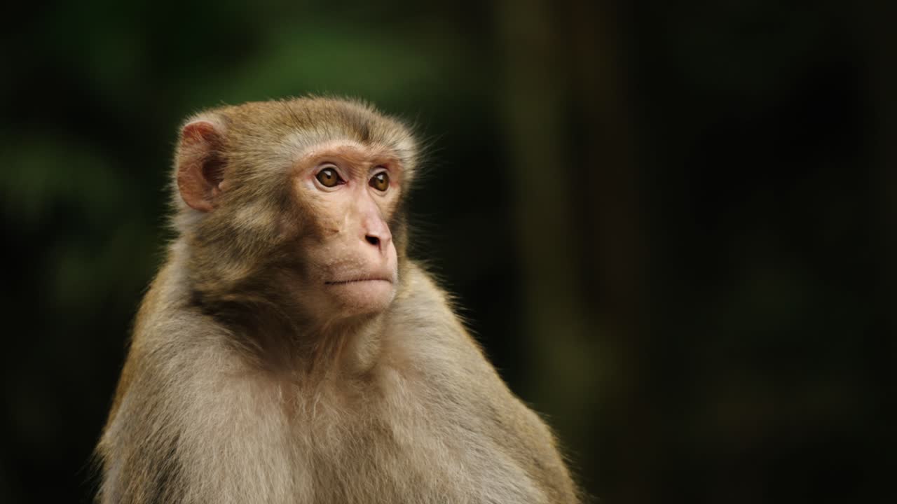 A Tibetan macaque (Macaca thibetana) gazes intently to the side while seated in the forest of Zhangjiajie, China.