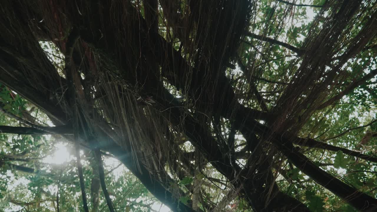 태양 광선이 있는 나무에 매달려 있는 시든 덩굴의 역동적인 샷