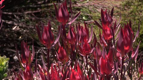 proteas of the cape floral kingdom