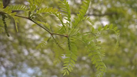 Trees-and-leaves-moving-in-cloudy-weather,-slow-motion