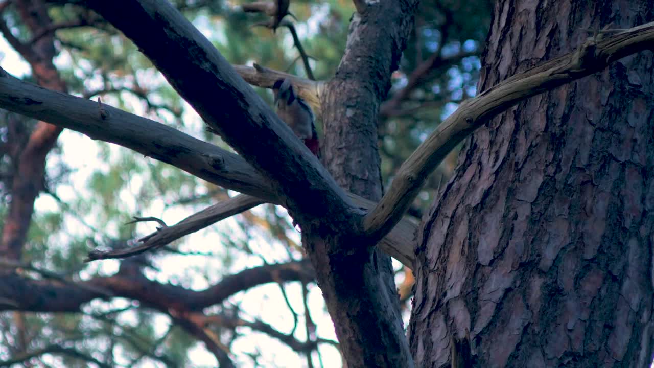 Great spotted woodpecker drumming on a pine tree branch in a forest, nordic woodland, distant medium closeup shot