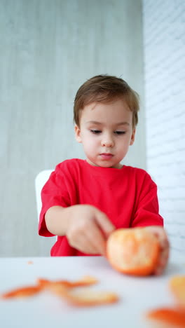 concentrated caucasian toddler sitting at table peels an orange. baby boy eating healthy fruit. vertical video.