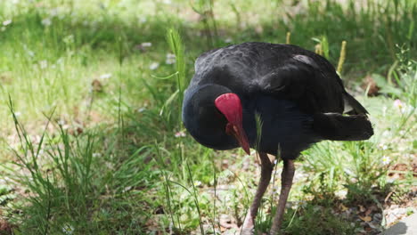 nueva zelanda australasian swamphen rascándose el cuello y acicalándose las plumas en un día soleado