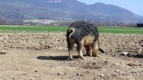 two mangalitsa pigs rooting in a field