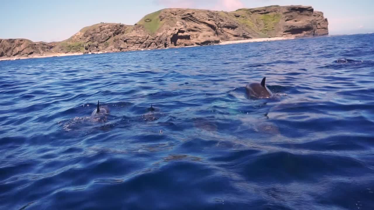 어두운 파란 바다의 표면에서 천천히 헤엄치는 스피너 돌고래의 큰