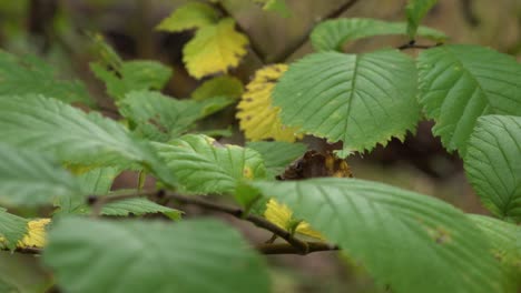 hojas de avellano en otoño