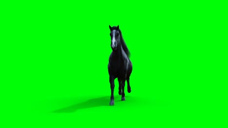 el caballo negro corriendo. la animación realista de la pantalla verde.