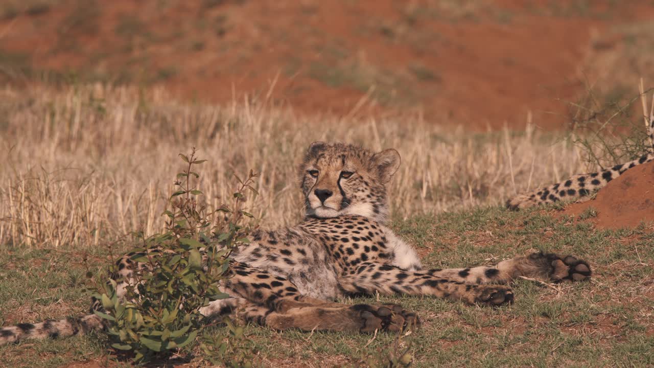 guepardo acostado en sabana africana, lamiendo sus labios y mirando alrededor