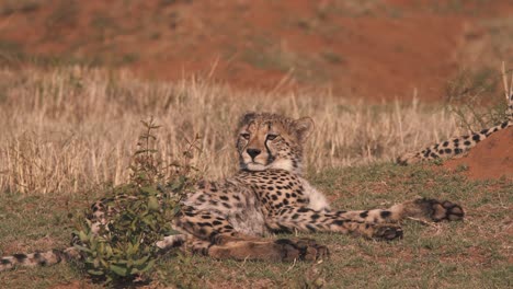 Guepardo-Acostado-En-Sabana-Africana,-Lamiendo-Sus-Labios-Y-Mirando-Alrededor