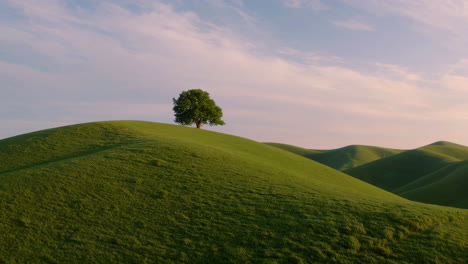 a lone tree on rolling green hills