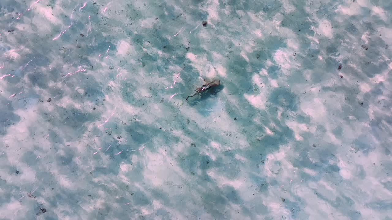 Juvenile Whale Shark Swimming Under Clear Waters In The Philippine Sea. high angle
