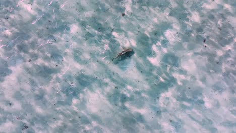 juvenile whale shark swimming under clear waters in the philippine sea. high angle
