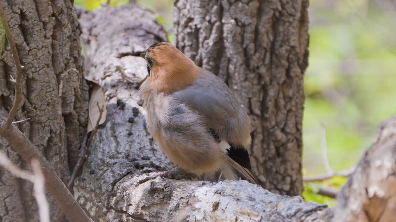 유라시아 제이 새의 클로즈업, 나무에 앉아서 털을 부풀리고 느린 동작으로 털을 정리합니다.