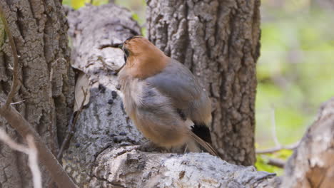 close-up of eurasian jay bird fluffing up or puffing up feathers perched on a tree and preens plumage in slow motion