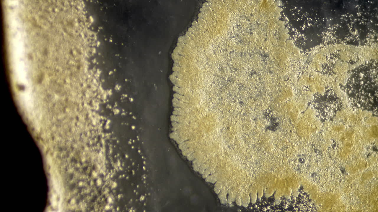 Close-up Abstract of Organic or Microscopic Growth