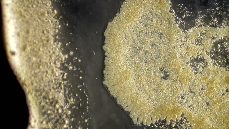 Close-up Abstract of Organic or Microscopic Growth