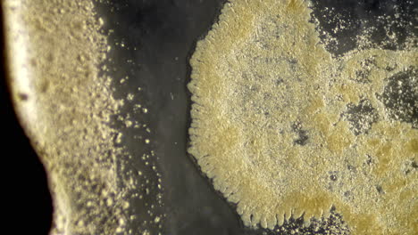 close-up abstract of organic or microscopic growth