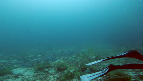 shoal-and-diver-aquatic-shot