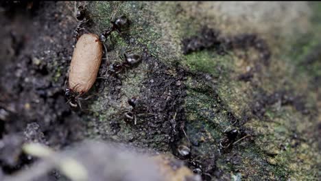 black ants carrying a large pupa to protect it after nest was disturbed