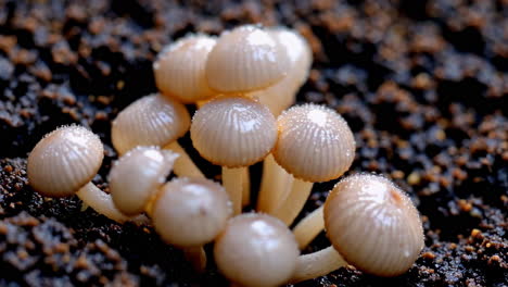 close-up of small mushrooms growing in damp soil
