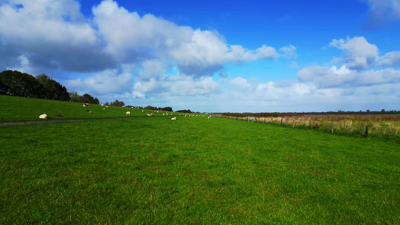 dyke with sheep grazing in a cloudy day at Wadden Sea in germany. Perfect aerial view flight ascending drone