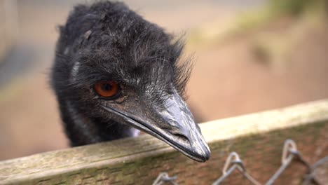 ostrich looking at photographers camera