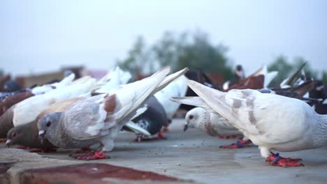 group of domestic pigeons eating seeds on a concrete slab near agra india - close up