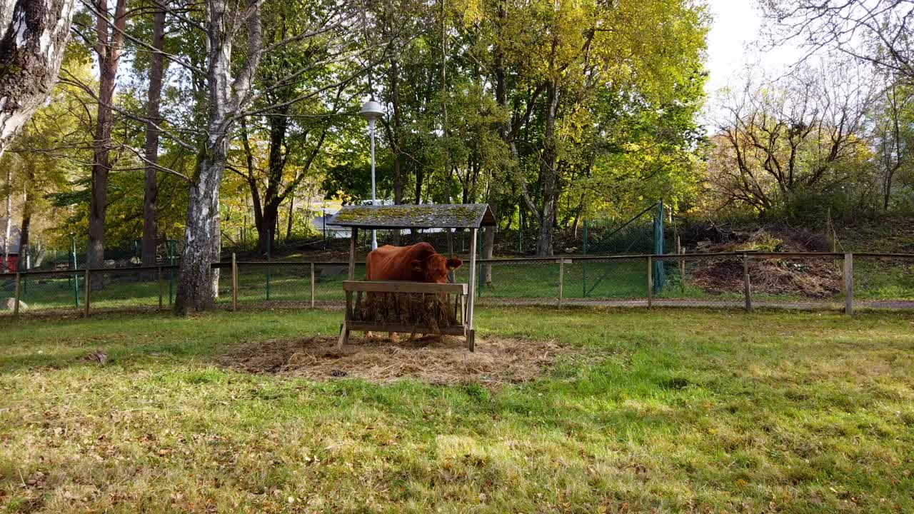 vaca marrón alimentándose de heno en la granja lechera en un día soleado