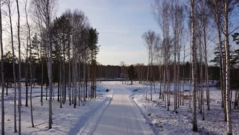 snowy forest path in winter