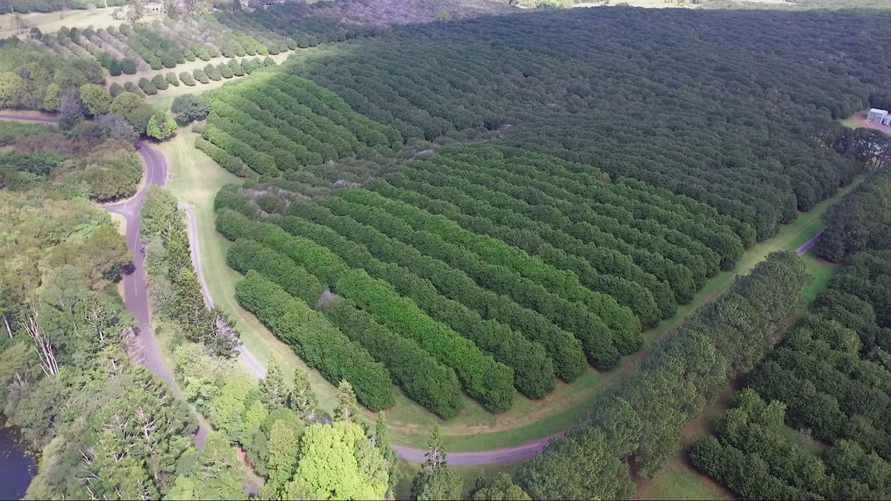tomada aérea de un dron de una gran granja de macadamia y tierras agrícolas australianas en byron bay nsw