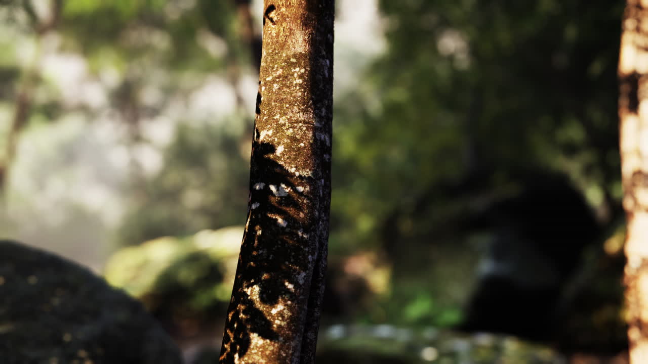 안개 숲 의 나무 들 을 가로질러 빛나는 빛