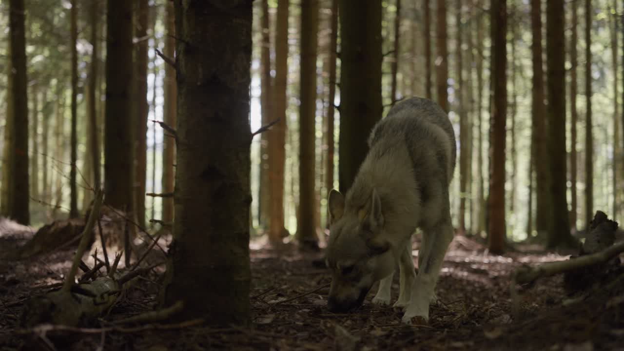 A wolfhound sniffs in the forest